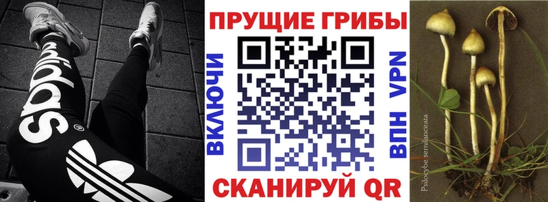 где можно купить наркотик  Крымск  кракен маркетплейс  Псилоцибиновые грибы мицелий 